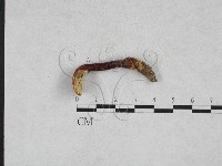 藏品(赤芝)的圖片