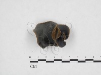 藏品(毛木耳)的圖片