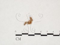 藏品(微皮傘屬)的圖片