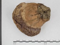 藏品(紫色禿馬勃)的圖片