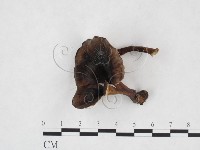 藏品(相鄰小孔菌)的圖片