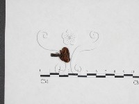 藏品(粉褶菌屬)的圖片