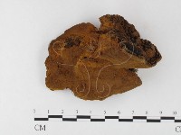 藏品(桑黃)的圖片