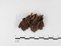 藏品(木層孔菌屬)的圖片