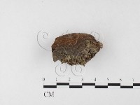 藏品(木層孔菌屬)的圖片