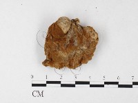 藏品(木層孔菌屬)的圖片