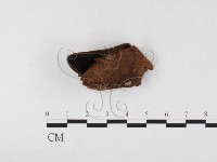 藏品(木層孔菌屬)的圖片