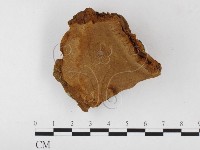 藏品(木層孔菌屬)的圖片