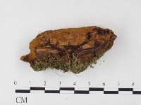 藏品(木層孔菌屬)的圖片