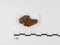 藏品(木層孔菌屬)的圖片