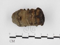 藏品(木層孔菌屬)的圖片