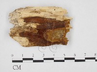 藏品(木層孔菌屬)的圖片