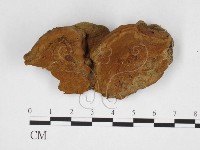 藏品(木層孔菌屬)的圖片