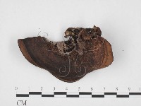 藏品(木層孔菌屬)的圖片