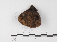 藏品(木層孔菌屬)的圖片