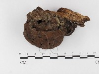 藏品(木層孔菌屬)的圖片