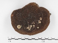 藏品(木層孔菌屬)的圖片