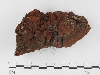 藏品(木層孔菌屬)的圖片