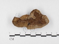 藏品(木層孔菌屬)的圖片