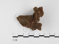 藏品(木層孔菌屬)的圖片