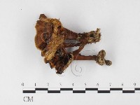 藏品(集毛菌屬)的圖片