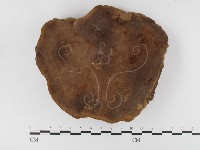 藏品(木層孔菌屬)的圖片