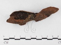 藏品(木層孔菌屬)的圖片