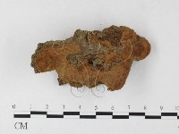 藏品(木層孔菌屬)的圖片