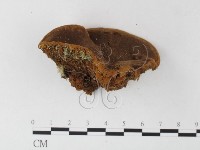 藏品(木層孔菌屬)的圖片