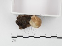 藏品(木層孔菌屬)的圖片