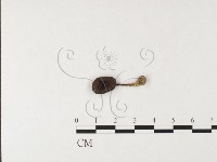 藏品(粉褶菌屬)的圖片