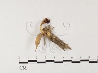 藏品(濕傘屬)的圖片