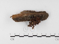 藏品(小菇屬)的圖片