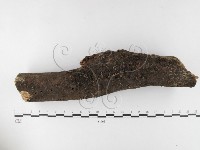 藏品(微皮傘屬)的圖片