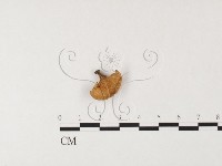 藏品(側耳屬)的圖片