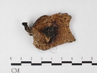 藏品(傘菌屬)的圖片