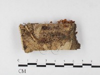 藏品(小菇屬)的圖片