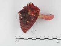 藏品(紅菇屬)的圖片