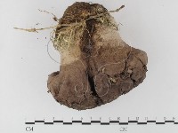 藏品(紫色禿馬勃)的圖片