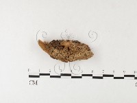 藏品(殘孔菌屬)的圖片