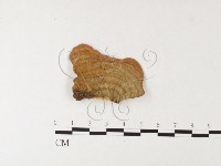 藏品(蠔韌革菌)的圖片