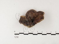 藏品(毛木耳)的圖片