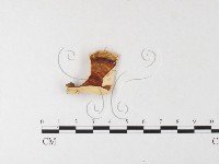 藏品(相鄰小孔菌)的圖片