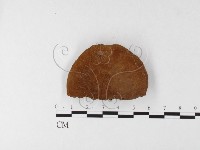 藏品(木層孔菌屬)的圖片