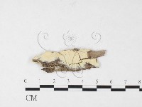 藏品(顯絲菌屬)的圖片