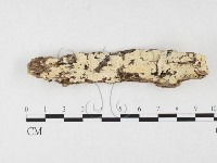 藏品(齒耳菌屬)的圖片