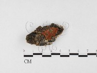 藏品(花耳屬)的圖片