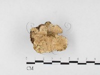 藏品(硬孔菌屬)的圖片