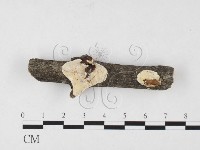 藏品(骨皮菌屬)的圖片