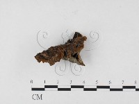 藏品(刺革菌屬)的圖片